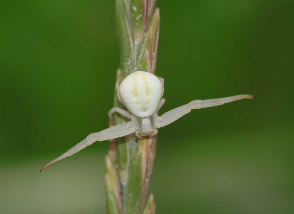 Misumena vatia - Sanfr (CN)